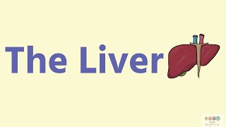 The Liver 2024RefinedBiology Bugbears [upl. by Doehne]