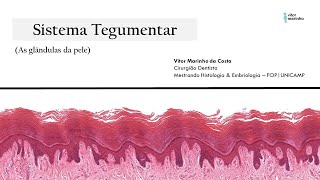 Sistema Tegumentar  As glândulas da pele sudoríparas e sebáceas [upl. by Niatsirt]