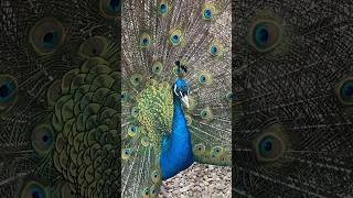 Peacock Sounds 💙🖤  Beautiful peacock [upl. by Lenrow]