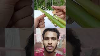 Bamboo Creations With Green Bamboo Slingshots Bamboo Craft Diy Slingshots [upl. by Neened]