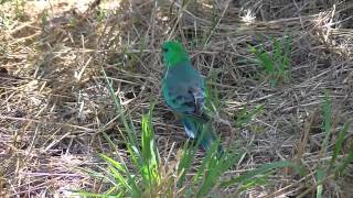 Red Rumped Parrots [upl. by Gnel328]