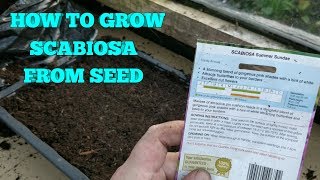 🌸🌺🌷HOW TO GROW SCABIOSA FROM SEED PART 1🌷🌺🌸 [upl. by Tesil]