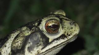 Gulf coast toad with nictitating membrane [upl. by Nollahs]