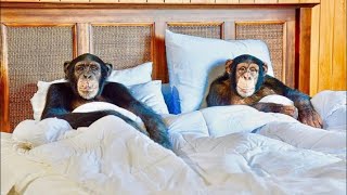 Chimpanzee Valentine’s Dinner ❤️❤️ Live [upl. by Layton]