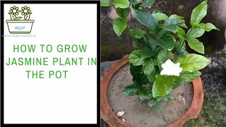 How to grow Jasmine plant in the pot with care  Rooftop Organic Garden [upl. by Woodson]