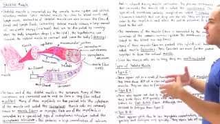 Structure of Skeletal Muscle [upl. by Oj]