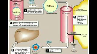 Lipid Digestion amp Absorption into the Lymphatic System [upl. by Trojan376]