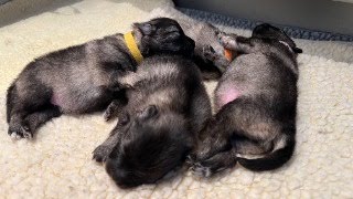 Keeshond Puppies  Bellamore Keeshonden quotThe Famousquot Litter [upl. by Elbert]