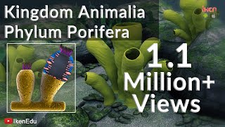 Learn Biology Kingdom Animalia Phylum Porifera iKen  iKen Edu  iKen App [upl. by Aronoff]