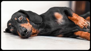 Dont Trust Cute Dachshund Eyes vol2 Cute amp funny dachshund dog video [upl. by Eintroc960]