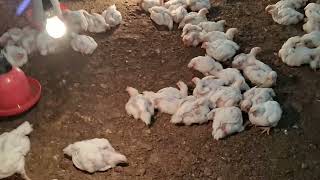 Broiler Chicken Farming  Farm Winter Management  Poultry Farming [upl. by Zitella44]