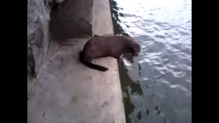 FOCA ARRIBA AL PUENTE DEL MORRO  Tumaco PaZcifico [upl. by Marlena550]