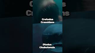 Cretodus Crassidens vs Otodus Chubutensis paleontology paleo shark 1v1 sea megalodon shorts [upl. by Nnylecyoj]