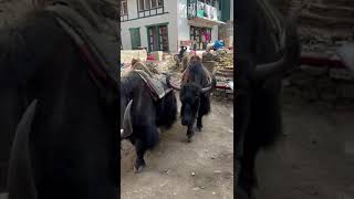 Yaks at EBC Trek is a large domesticated wild ox with shaggy hair humped shoulders and large horns [upl. by Kcor]