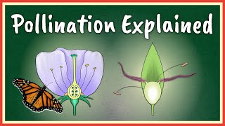 Pollination Explained [upl. by Ninon]