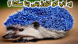 Hedgehog  Pets Hedgehog [upl. by Joshi]