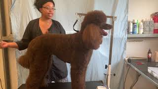 Grooming a Standard Poodle [upl. by Winnick]