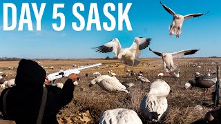 SMALL WHEAT FIELD PRODUCES SNOW GEESE [upl. by Peery]