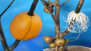 A genius way to Propagate Figs Tree From CuttingsShorts [upl. by Clie]