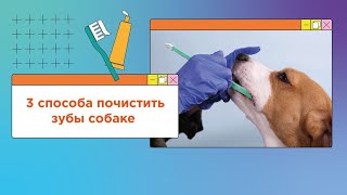 Как легко чистить зубы собаке 3 способа почистить зубы собаке [upl. by Dorcea]