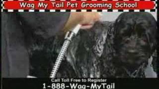 pet dog grooming school [upl. by My]