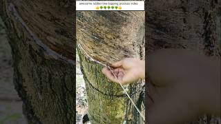 Best rubber tapping process video  ep29 🌳👌 rubber trending amazing cuttingskils [upl. by Aliam]