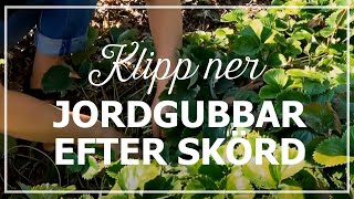 Klipp ner jordgubbar efter skörd [upl. by Zubkoff]