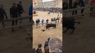 ACTION à AIGUES MORTES  06102024😱💥 tradition toros [upl. by Bishop788]