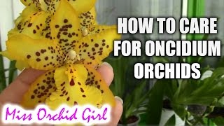 How to care for Oncidium Orchids and Intergenerics  watering fertilizing reblooming [upl. by Seravaj]