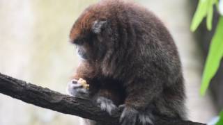 Titi Monkey eating [upl. by Essilem200]