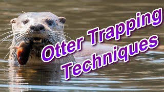 Otter Trapping Techniques Focus on Trapping [upl. by Astrea]