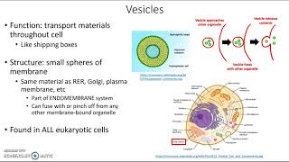 Vesicles [upl. by Ainoda]