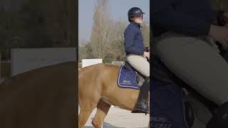 séance avec Bosty  equestrian cheval equitation [upl. by Nitsew]