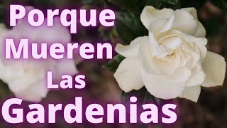 NADIE TE DICE ESTE SECRETO DE LAS GARDENIAS POR ESO MUEREN  HUERTO CITADINO [upl. by Grekin]