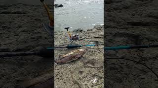 Tes joran daido thalassa 662 fishingvideo fishing mancing daidothalassa662 [upl. by Aciamaj]