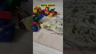 Nuevo juguete de ninfa 🦜🪀 shorts cockatiel ninfas [upl. by Nanni666]