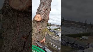 Cutting down a large Fir tree with a Stihl ms200t and Husky 592xp [upl. by Adrien]