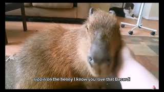 capybara OK I pull up edit [upl. by Aihsenak]