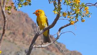 Western Tanager Piranga ludoviciana [upl. by Nita229]