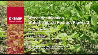 Weed identification of Waterhemp and Redroot Pigweed  BASF [upl. by Eirellam661]