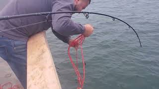 Bat ray catch and release  HERMOSA PIER [upl. by Robinia537]