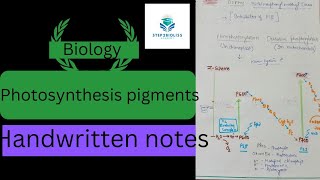 photosynthesis in plants part 2 l photosynthesisinhigherplantsclass11 l Role of chlorophyll l [upl. by Roberta]