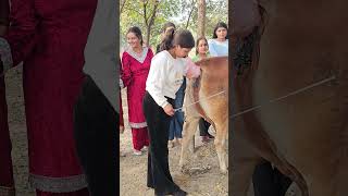 Artificial insemination training 7618200015 ai cow farming [upl. by Teteak160]