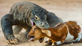 When the Komodo dragon gets angry it shows no mercy animals [upl. by Eneri]