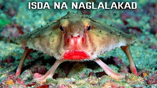 Red Lipped Batfish  Isda na naglalakad sa ilalim ng dagat [upl. by Ky342]