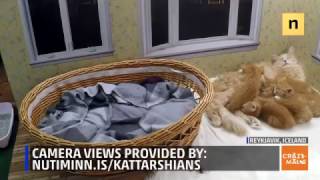 Peek inside Icelands Kattarshain dollhouse and see what the kittens are up to now [upl. by Sethi]