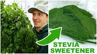 How To Process Stevia Into A Powder Sweetener [upl. by Khalil659]