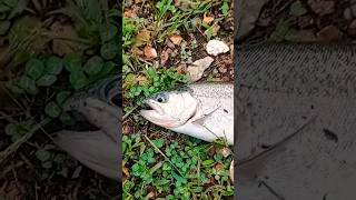 Hatchery Trout Vs Natural Trout How to tell the difference troutfishing trout fishing [upl. by Amled849]