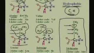 Lecture  1 Amino Acids I [upl. by Aitenev]