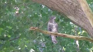 buizerd jong film 2 [upl. by Pharaoh550]